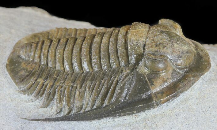 Cornuproetus Trilobite - Beautiful Specimen #58729